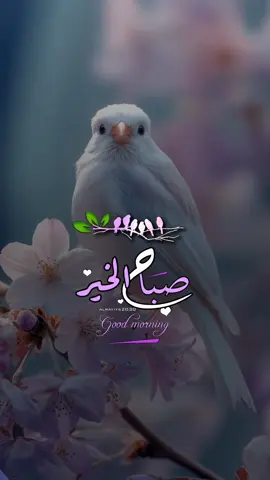 #صباح_الخير #منظر_جميل #جميل 