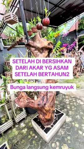 KALAU ANGGREKMU GUNDUL  TANPA DAUN, bersihkan akarnya, dia terlalu asam #anggrekasam #anggrekindonesia #anggrekdendrobium #anggrekcantik 