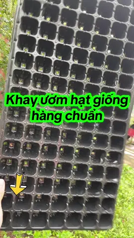 Khay ươm giống #khay #khayuomhatgiong #trongrauonhat #nongnghiep #xuhuongtiktok  @An An  @An An  @An An 