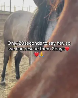 Would you be a kind person who said Hey 👋 to we’re able to rescue them before 2days #horse #fyp #reel #tiktok #animals 