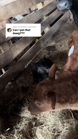 Replying to @Shelley 