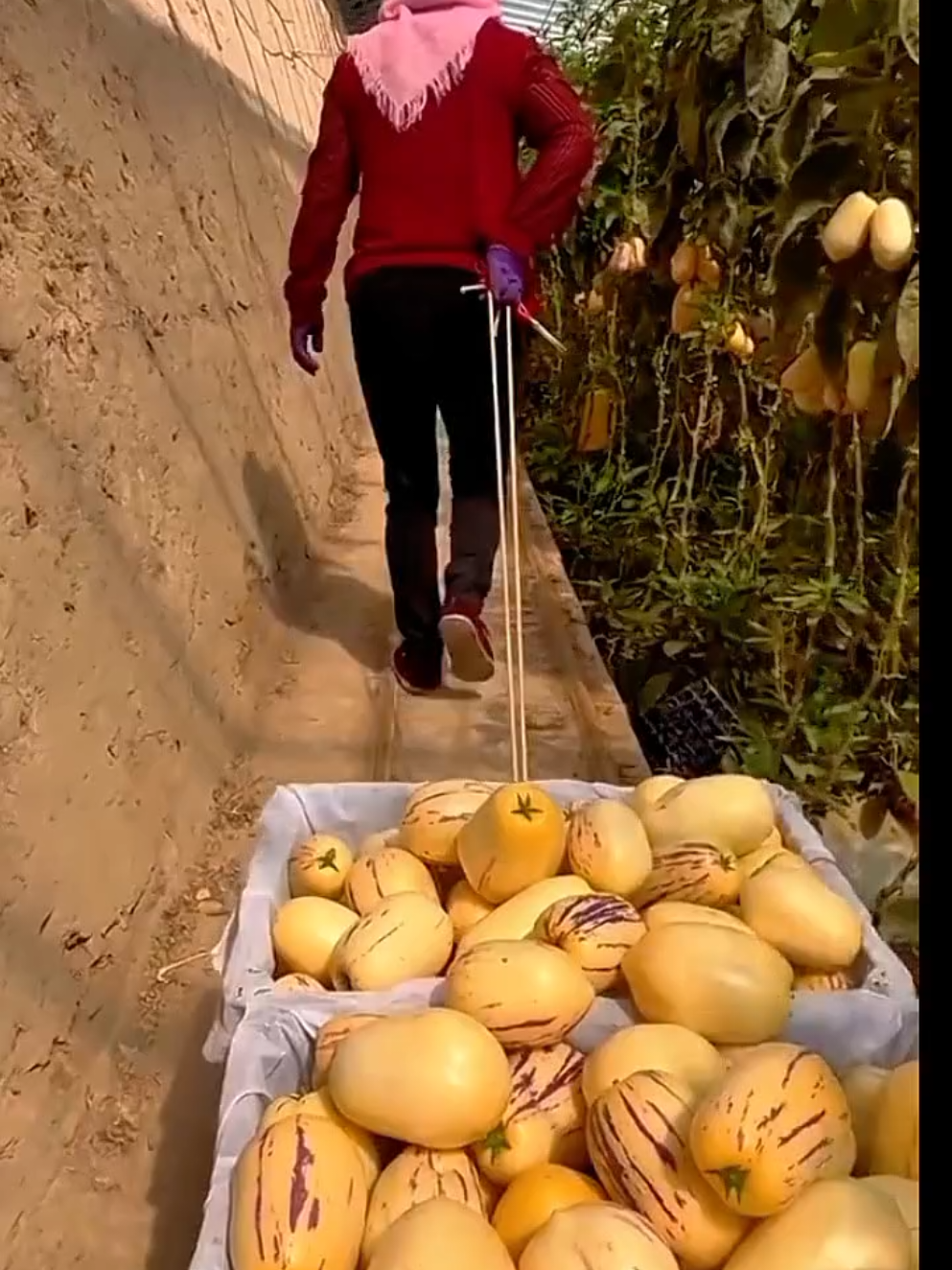 #pepinomelon #buahpepino #buahginseng #pepino #bijibenih 