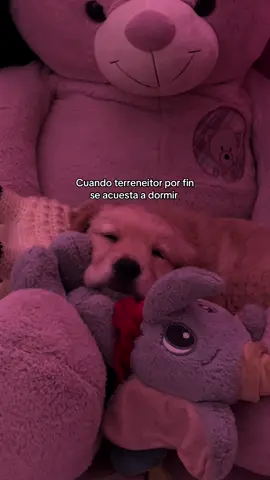 Mi Atom ❤️#paratiiiiiiiiiiiiiiiiiiiiiiiiiiiiiii #goldenretriever #amor 