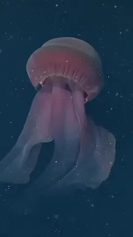 1 mùa xuân năm nào 2 đứa ngắm hoa đào rơi... #vedepduoidaybien 