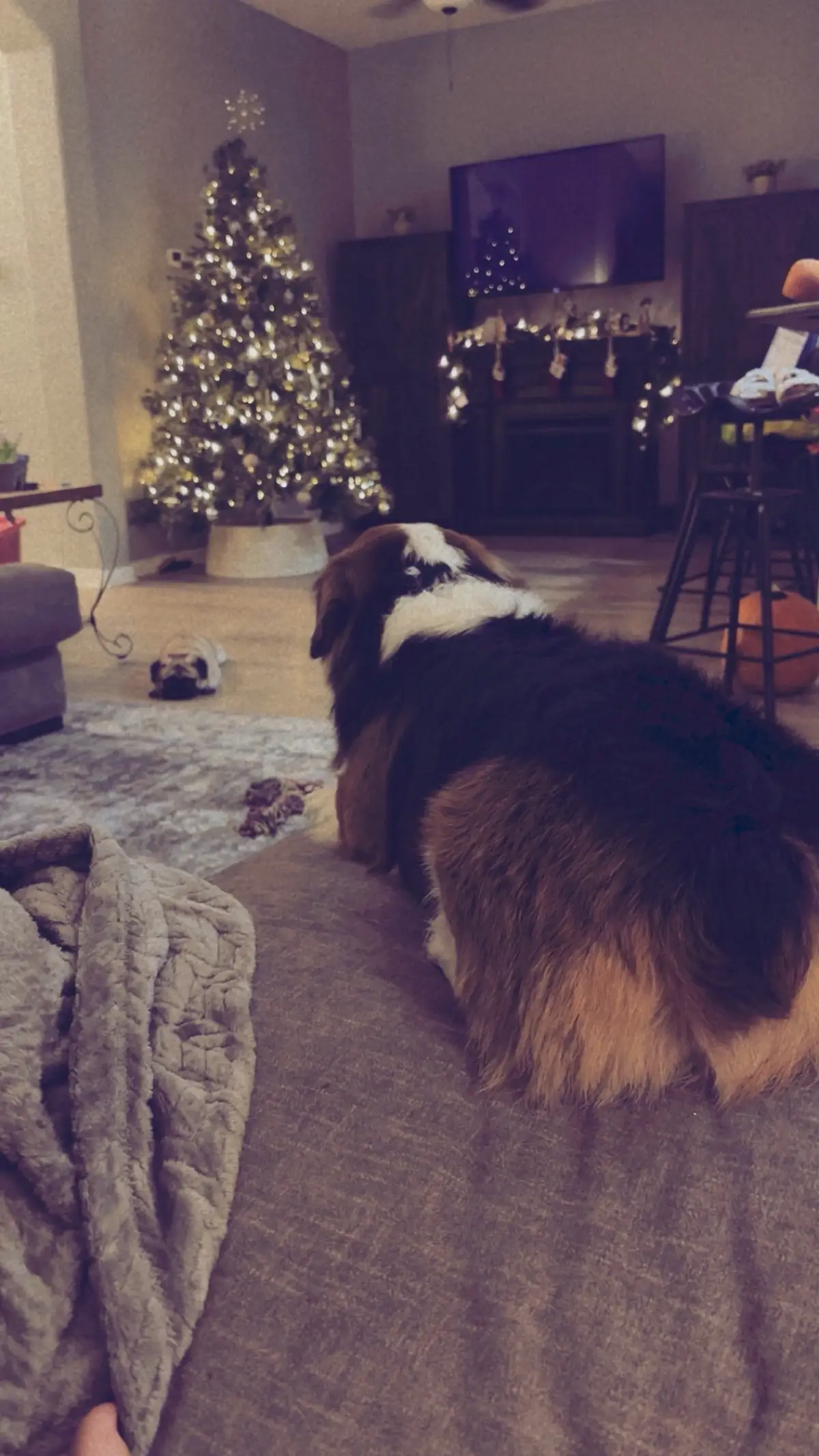 November 1st starts the jolliest season of all #pugs #corgi #christmas #holidays #mostwonderfultimeoftheyear 