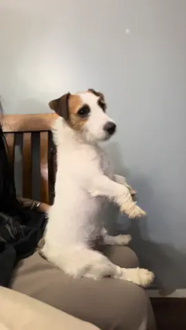 what an interesting dog 