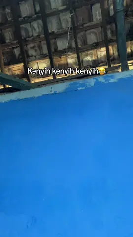 Manut shekh sengox pokox #bettlesempu #faskhosengokblitar #sengoxblitar #sgxgank #parathelpusat 