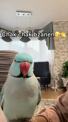 Lilo MASHALLAH yod migira😭🧿🐦 #fyp #animalsoftiktok #parrot #afghan #afghanistan 