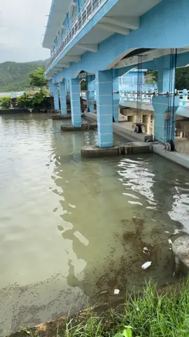 Xả lũ hồ Đá Bạc- xã Vĩnh Hảo- tỉnh Lâm Đồng ngày 02/11/2025. Cá mè trôi đầy