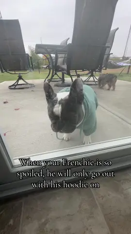 #doghoodie #frenchie #frenchiesoftiktok 