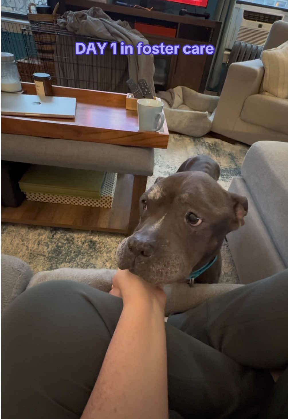 From stray and alone, to safe in a foster home 🥹🐾 Nefertiti will be available for adoption soon from @Muddy Paws Rescue! #fosterdogs #dogsofnyc #pittienation #adoptdontshop 