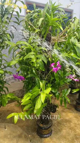 cuci mata di pagi hari..  #anggrekbulan #nytomorchid #dendrobium #anggrek #liveanggrek 