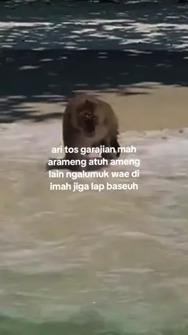 ameng euy ameng 🗿 #capruk #storysunda #atuheuy 