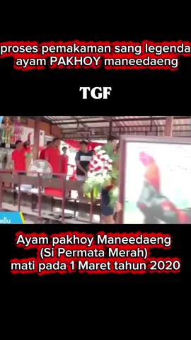 pemakaman ayam pakhoy maneedaeng sang legenda #ayampakhoy  #videoviral 