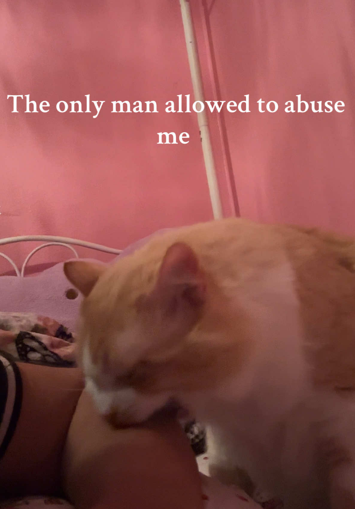 Only my cat can get away with this 😹💗 #cattok #catmom #funnycats #catcomedy #playfulcat 