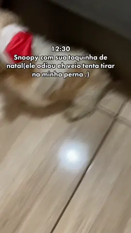 #SNOOPY Eu já montei a árvore d natal eh no meio da decoração tinha esse toquinha  q ele ganhou do pet shop .#vaiprafyyyyyyyyyy🤡🤝 #vaiprafyyyyyyyyyy🤡🤝 #vaiprafyyyyyyyyyy🤡🤝 #vaiprafyyyyyyyyyy🤡🤝 