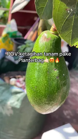 Jan lupa di CO guys Join Live kita🥰#tabulampot #sayurmayur #juraganplanterbag 