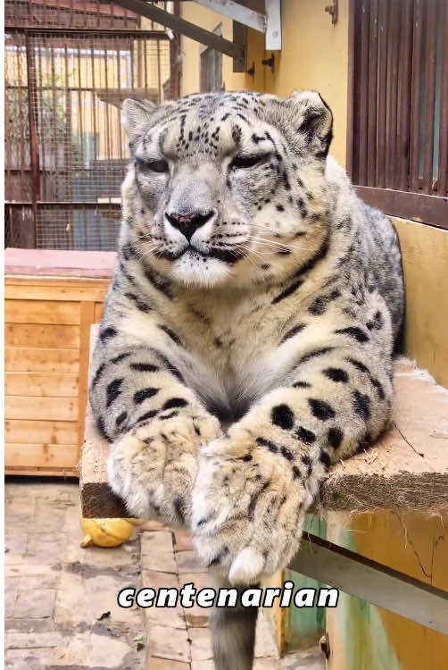 The secret of snow leopard longevity.#tiktok #animal #foryou #Love #us #cute 