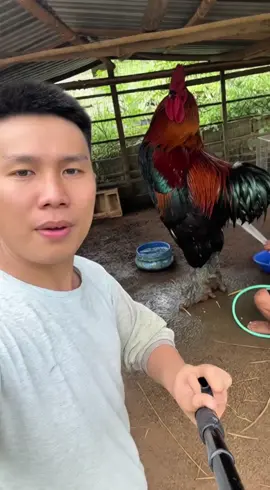 Gà trống khổng lồ #videoai #sora #xuhuong #giaitri #Vlog 
