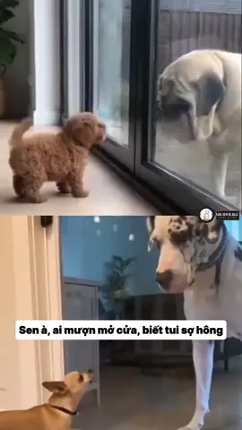 MỞ CỬA CHI VẬY #haihuoc #funny #xuhuong #troll #dog 