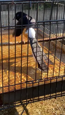 Minggu seger#muraibatuindonesia#kicaumaniaindonesia#fypシ゚ 