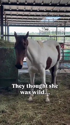 I’m not crying, you’re crying 😭🥹  This is Eve, her life “saved” the eve of Halloween.  This development makes my heart soar and feel like our choice to help her, not because she’s pretty but because to me there was something about her that I couldn’t ignore… and now I feel validated that she was the right choice in saving yesterday… ALLLLL those other horses who were at Bowie yesterday are now gone forever. But she isn’t yet because we said we would try to help.  Above is what is remaining to raise for her, to do her rescue right, and keep from taking away from the rest of the TJHH herd.  Her fundraiser includes purchase price, transport to and from quarantine, quarantine costs, medications, initial veterinary costs, initial farrier work, supplements, food for a couple of months, but the truth is the funds don’t even stretch far enough to cover this all, but thanks to you all supporting them, the funds we raise make a big dent.  To donate or other ways to donate, see our links at TripleJHorseHaven.com or donate here to help us get her the heck out of Bowie and keep her from shipping to sl@ughter in Mexico with all the other horses who went yesterday and today. #horses #horse #Love #instagood #horsesoftiktok  As always, thank you T for helping me help even while I’m in CA. 