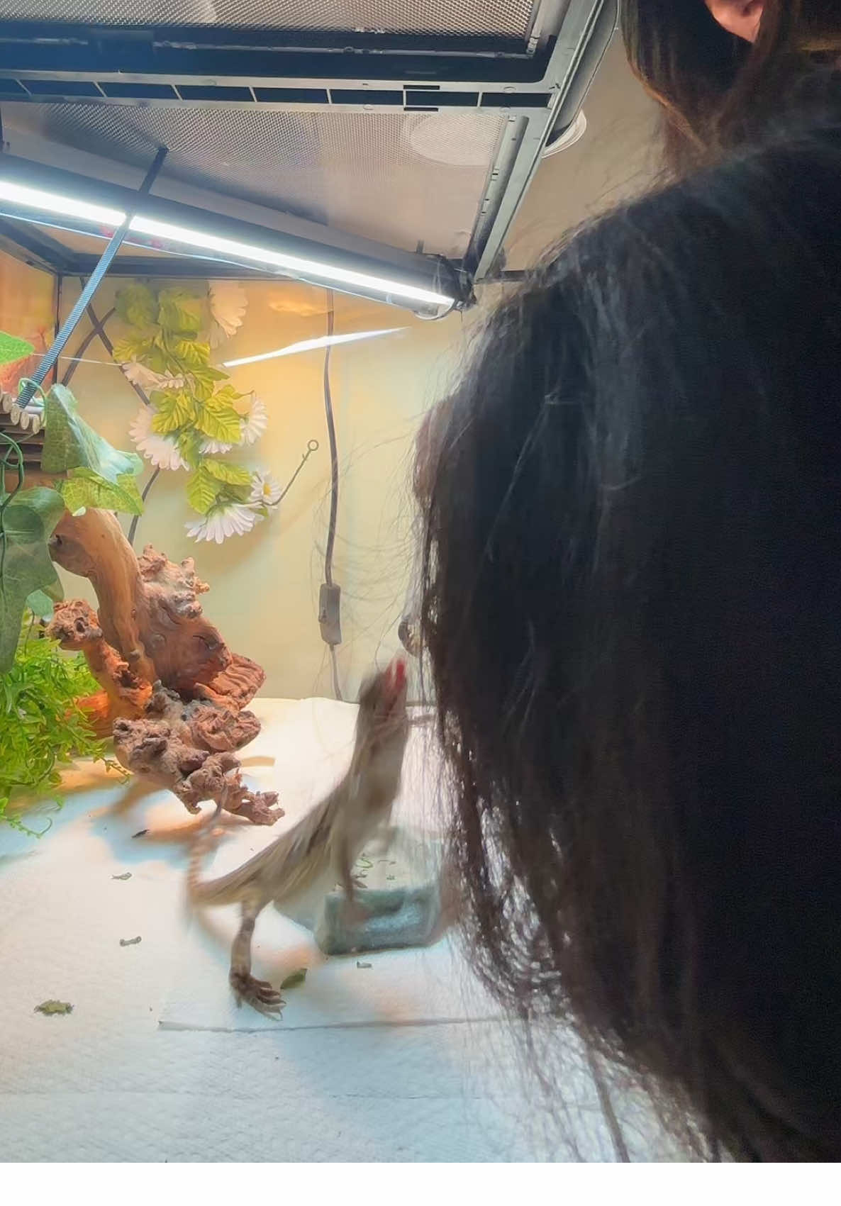 He’s such a spicy little fella! 🐉