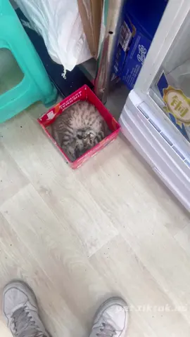 Cat in the box 🤣🤣🤣#cat#catsoftiktok #funnycat#fyp