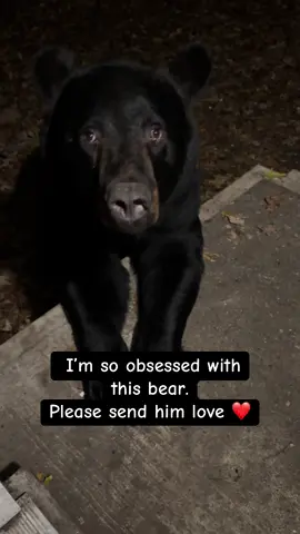 I am so obsessed with this beautiful bear that has the injured paw. I am doing everything I can to help him. I wish I knew what he is trying to say. The other big bear that  was territorial with him has eased back so much giving our injured bear space. Please send him love and healing thoughts. Thank you! #be#beari#wildlifey#fypn#animalsr#cry