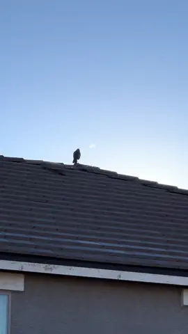 #crow #coldweather #cold #bird 