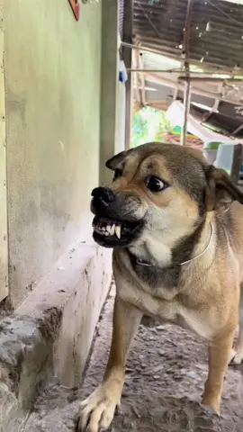 Nay căng à#dog #cutedogs #loveanimals #pet #trending 