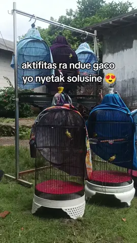 ra ndue dwit nyetak dwe dwit tuku gaco 🤭 #sogonmania #sogonmaniaindonesia #sogokontong #kicaumaniaindonesia #sogon 