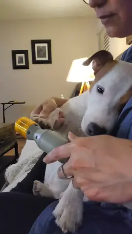 paw-dicure time, that's a NO to the express...I don't care if it takes twice as long #dogs #Rosco 