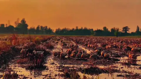 Ba nói là nhà mình nghèo không lấy được cô 📸🌅🌾🦆. #binhyenchill #chillmientay #mientayquetoi #netdepquehuong #canhdepthiennhien