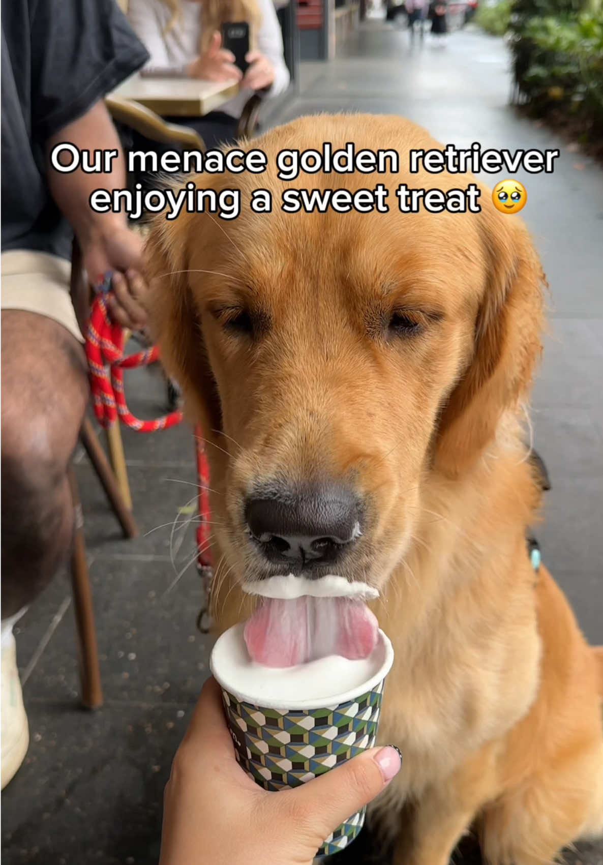 A little *serotonin boost* of our golden retriever enjoying a sweet treat 🧁🥹💛 #goldenretriever #pupcup #sweettreat #dogsofttiktok #cutedogvideo 