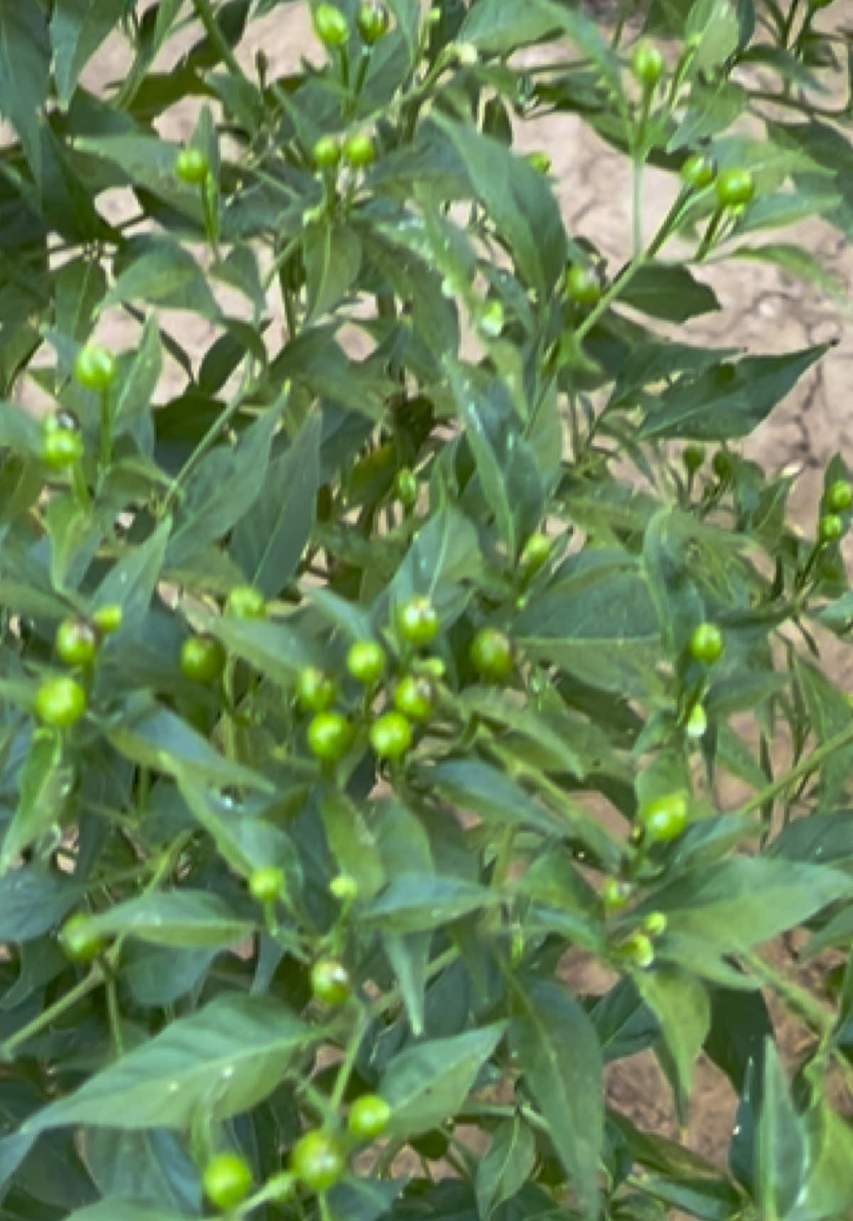 Ya cresieron mis plantas de chiltepin 😍 #chiltepin #fyp #parati 