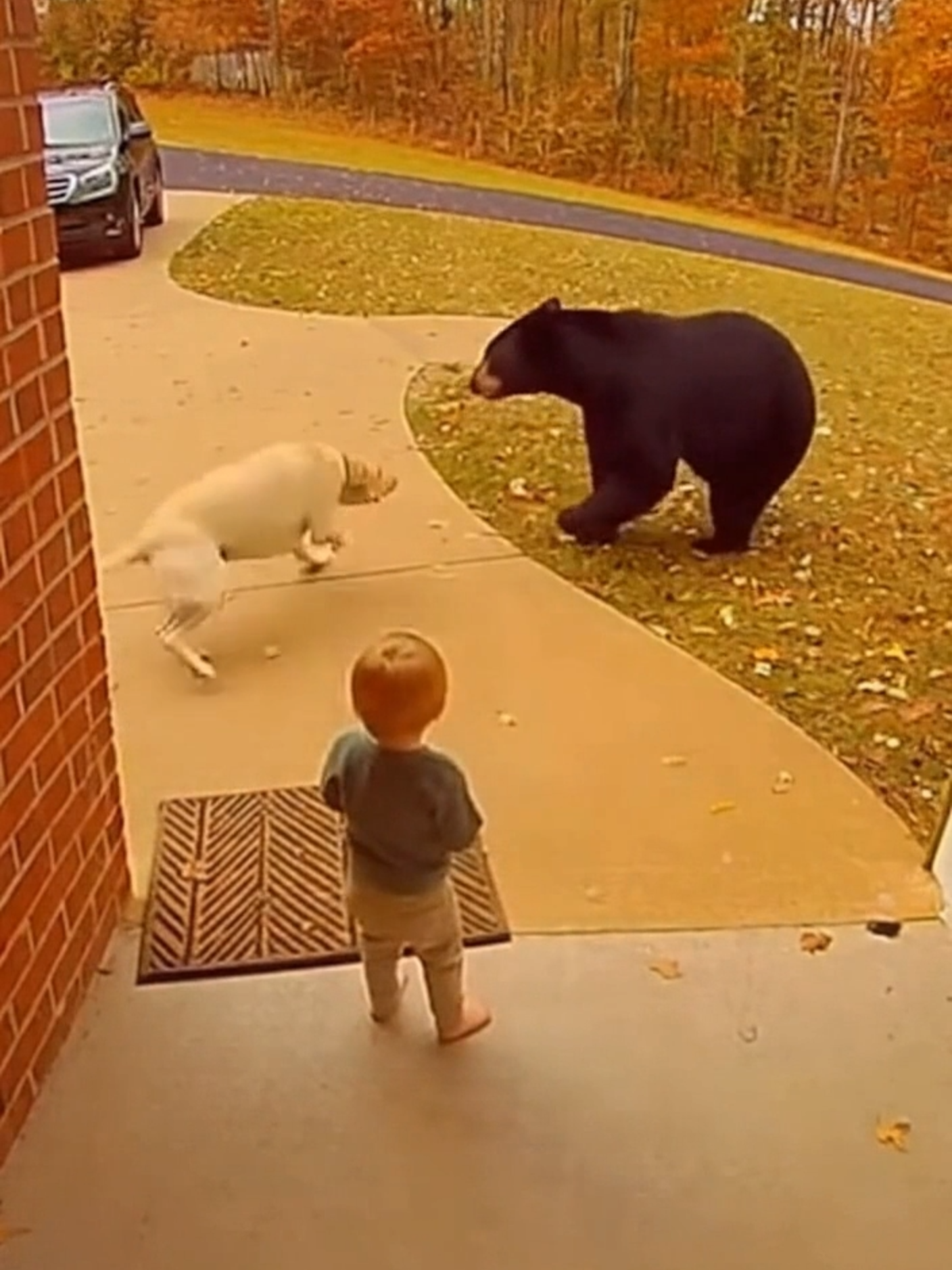 熊から赤ちゃんを守る勇敢な犬👶🐶💥🐻 A brave little hero who faced the bear to protect his little human. 💛 #赤ちゃんと犬 #犬 #赤ちゃん #熊 #dogandbaby #dog #baby #bear