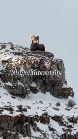 Sheep huntin #foryourepage #fypp #hunting #bighornsheep #foru 