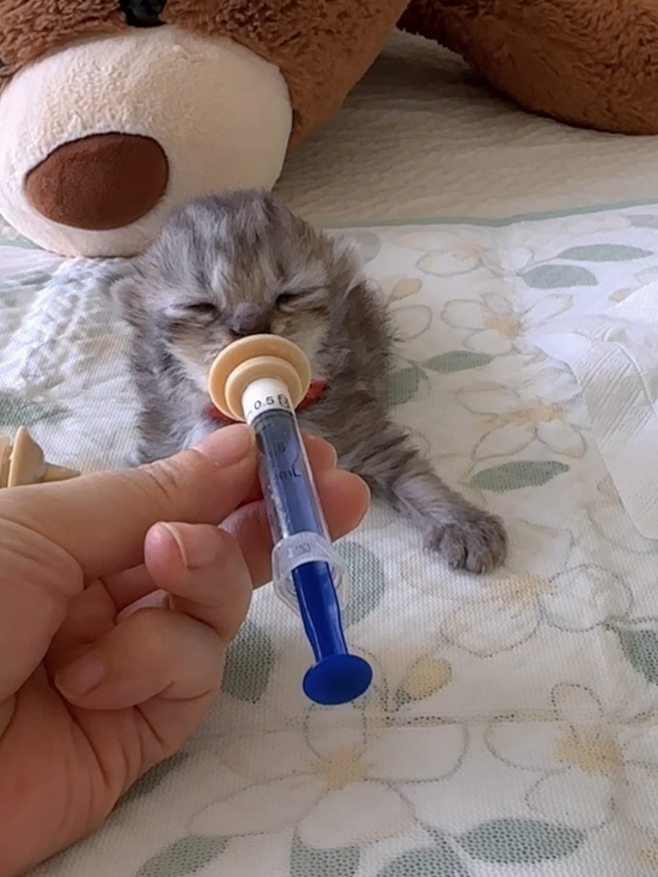 cutest Kitten drinking milk  #cutecat  #kittenmilk  #kittensoftiktok  #kittentok  #cute 