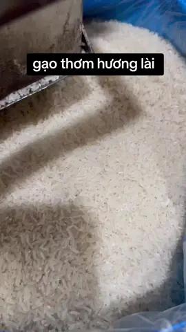 gạo này nấu cơm thơm dẻo lắm luôn #xuhuong #gaothomhuonglai #viral #gaohuonglai #gao 