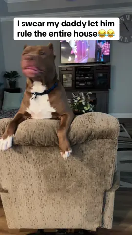 He rule the entire house😂#pitbull #doglover #dogsoftiktok #fyp 