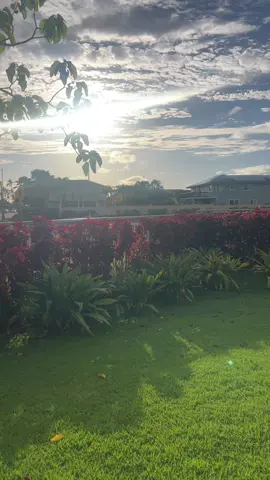 Tell me you live in Hawaii without telling me you live in Hawaii #chickens #oahu #hilife 