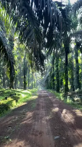 Yang mau minta mentahan vidio nya #sawitkalimantan 