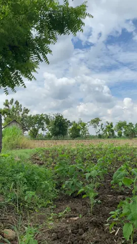 Tani=Nganggur #petanimuda #taniabiezzz #pemudajosjis 