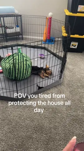 Hims tired 🤣 #yorkiesoftiktok #puppy #yorkshireterrier #funnyanimals #fyp 