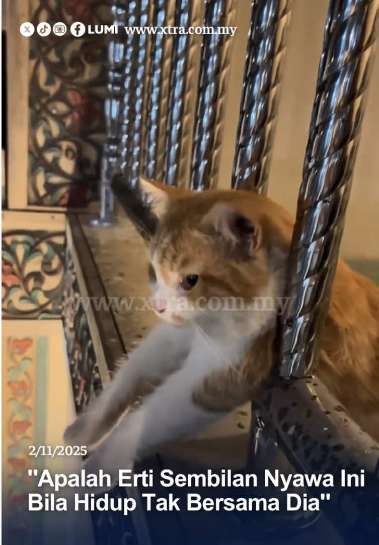 Kenapa galau sangat ni cing?😔 #fyp #xtra #kucing #galau 📹: uculgalau