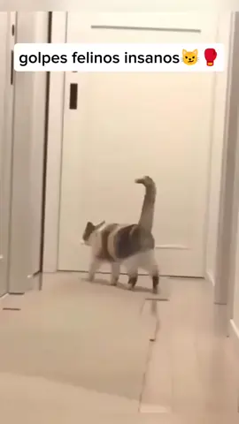 gatos insanos😨 #pet #pets #insano #gato #incrivel 