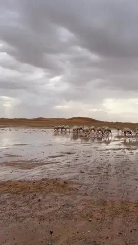 🥺                                                       #مطر #اكسبلورexplore #explore #الشتاء #بر #الابل #yfp 