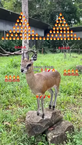 Hidupin #api #streak #vinpearlsafariphuquoc #GreenCreator #vinwonders 