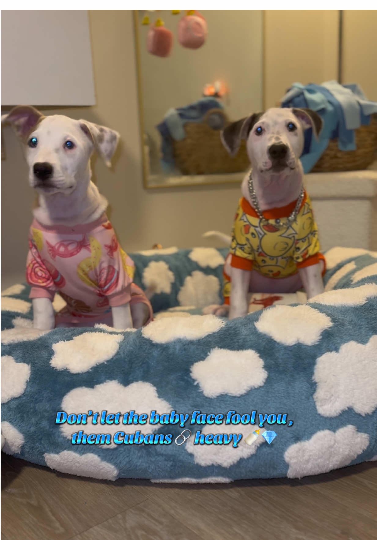 Zeus & Waddle: They say diamonds are a girl’s best friend… but these Cubans? That’s us! 😎🍼🐶🐾 #cubanlink #dogchain#pitties #pitbullsoftiktok #pittiesoftiktok 